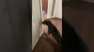 Scared Dog Runs Through House And Out Window