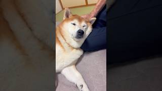 柴犬福 おばあさんの足で寝る柴犬🤣Grandma and Shiba🤣#shorts #funnydog #dogshorts #funny #shiba #柴犬 #시바견