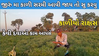 જીરું મા કાળી સરમી આવી જાય તો સુ કરવુ | કેવી દવાઓ કામ આપસે