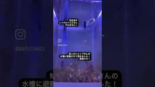 【千ちゃんが危ない！】#アクアリウム #水槽 #海水魚 #ハリセンボン #ふぐ #亜硝酸#危機一髪