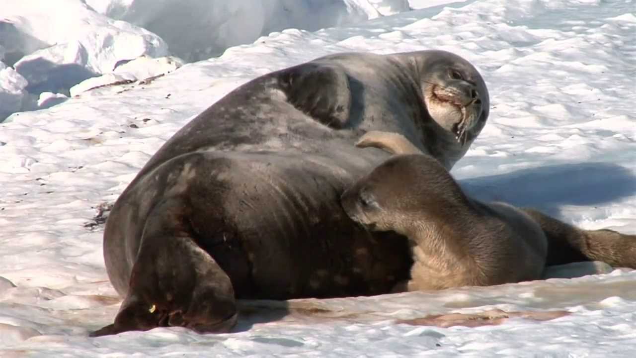 Introduction To Weddell Seals - YouTube