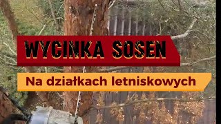 Alpinstyczna wycinka sosen na działkach letniskowych