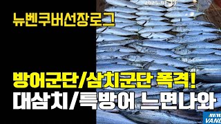 특방어와 대삼치, 느면나와버려. 삼치야그만물어라ㅠㅠ