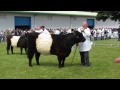 belted galloways at the royal highland show 2013