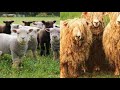 BRITISH SHEEP BREEDS