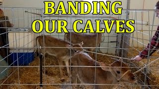 Banding Our Jersey Calves - Our First Time Banding Calves