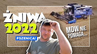 ŻNIWA 2022 - PSZENICA! MDW NIE POMAGA