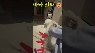 아빠, 왜 꿀잠 방해해? 미니비숑의 반응은?   #강아지 #미니비숑 #강아지브이로그 #반려견#꿀잠#휴식#힐링#구름이#비숑# #강아지일상