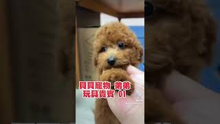 貝貝寵物專業犬舍-玩具型貴賓01號