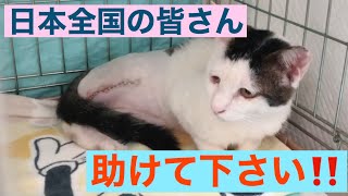 【※拡散希望】脚のない猫ちゃん