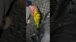 Ice fishing for big perch part 2  #fishing #icefishingnation #icefishing #perch