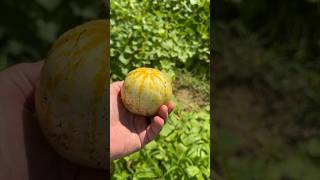 Cucumbers cross pollinated! #vegetables #vegetablegarden #countrylife