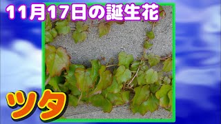 11月17日の誕生花 ツタ どんな花？あなたに送る花言葉は?