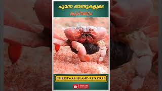 ചുമന്ന ഞണ്ടുകളുടെ കുടിയേറ്റം | Christmas Island red crab #shorts