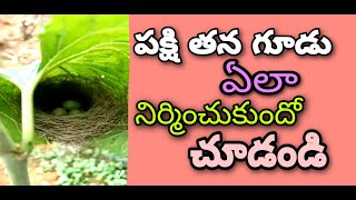 Super bird you don't believe||పక్షి తన గూడును ఆకు చాటున ఏంతో అద్బుతంగా కట్టిందో||