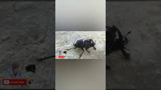 Fighting beetle #shorts #feedshorts #animals #insects #predator #monster #reptiles #crazy #hard #4k