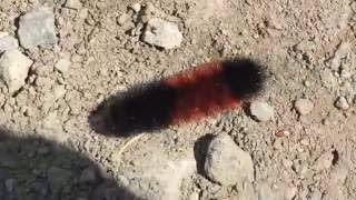 Fuzzy (fluffy) caterpillar walking