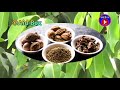 ଅବ୍ୟର୍ଥ ଆୟୂର୍ବେଦ ଗଛ health benefits of harida tree odia health tips ayurvedic homemade tips