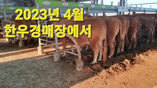 신성[동물농장tv]4월 한우 소 경매가격 경매장에서 #한우가격 #소경매가격 #한우경매