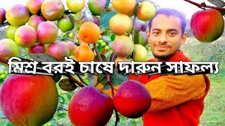 মিশ্র কুল বা বরই চাষে দারুন সাফল্য / আপেল কুল / ভারত সুন্দরী / টক কুল / বল সুন্দরী কুল।