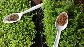 Growing Microgreens - How to Grow Garden Cress and Arugula Microgreens