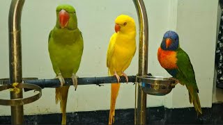 Amazing talking parrot video