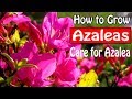 How to Grow and Care for Azaleas