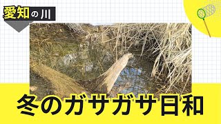 愛知の川でガサガサ！オヤニラミを捕まえて水槽にお迎えしました