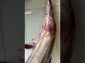 Wow So Big Electric Fish #electricfish #fish #shorts