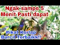 Super AMPUH||Suara Pikat Korlap Ribut Dijamin dapat Banyak!!