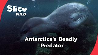 Face-to-Face with the Leopard Seal: Antarctica's Apex Predator | SLICE WILD | FULL DOC