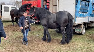 Коні Ваговози. Угорський Ваговоз на Базарі. Багато Гарних Коней.Кінний Базар🔥🔥🔥🐴🐴🐴