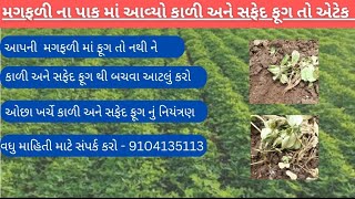 આપની મગફળીના પાકમાં ફૂગ તો નથી ને ?9104135113