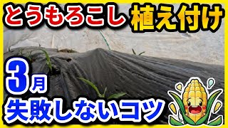 【第3回】とうもろこしをダイソーの商品でラクラク植え付け！失敗しないポイントとは？【家庭菜園】