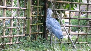 shoebill、閉園間際のハシビロコウ、威嚇や帰宅