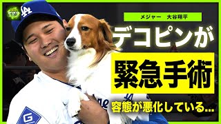 【衝撃】大谷翔平の愛犬・デコピンが緊急搬送された現在...暴露された悪すぎる容態に一同驚愕！！世界的なメジャーリーガーの家族が危機に瀕している真相...妻・田中真美子も寝ずの看病を続ける実態とは