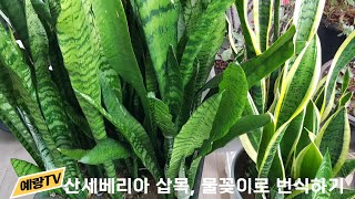 산세베리아 삽목, 물꽂이로 번식하기