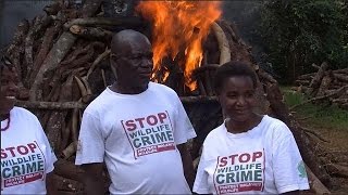 Malawi burns 2.6 tonnes of ivory smuggled from Tanzania