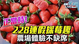 【LIVE】0228 正當時!228連假採莓趣 農場體驗不缺席｜民視快新聞｜