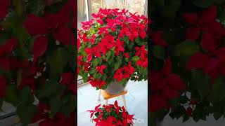 Poinsettia Care. December Update and lessons learned in 2022.