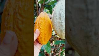 ഇതൊക്കെ അല്ലെ ഒരു സന്തോഷം😍 #fruit #garden #mygarden #harvest #shorts #ytshorts #beautifulnature 🤩