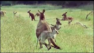 #கங்காரு பற்றிய வியக்கவைக்கும் தகவல்கள்#Amazing Facts About Kangaroos#