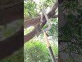 Genius Way to Rope Up and Straighten a Tall Eucalyptus Tree!