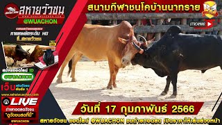 ถ่ายทอดสดวัวชน สนามกีฬาชนโคบ้านนาทราย วันที่ 17 กุมภาพันธ์ 2566