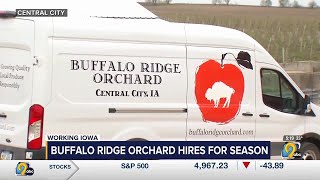 Working Iowa: Buffalo Ridge Orchard is hiring for the season