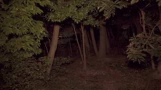 【夜間の昆虫探索動画 / SONY FDR-AX55】 H公園 （愛知県東郷町）の雑木林で昆虫探索してみた ～ レトロフォト編 ～