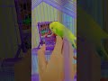 #fffyyyyppp#fy#fyp#viral#parrots#parrot#bird#cutebird