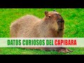 Capibara, Carpinchos, Chigüire (Hydrochoerus) | Datos curiosos de animales