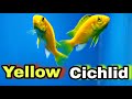 Beauty of yellow Cichlid Aquarium fish