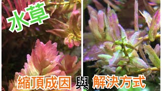 「入坑必看」水草縮頂成因與解決方式